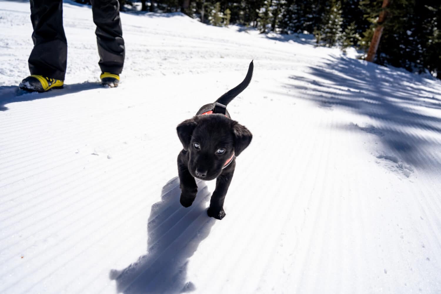 Meet Ember the Avalanche puppy