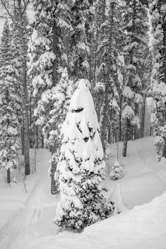 Pine Tree blanketed in snow