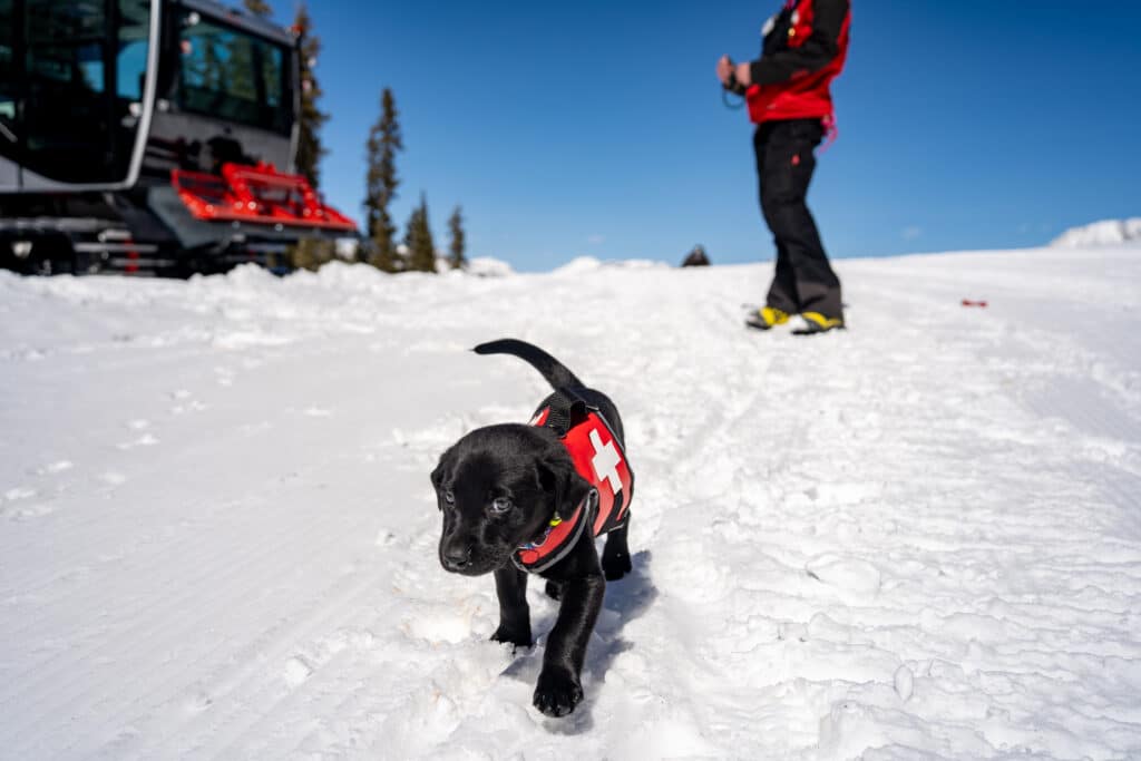 Ember trains to become a certified avalanche dog
