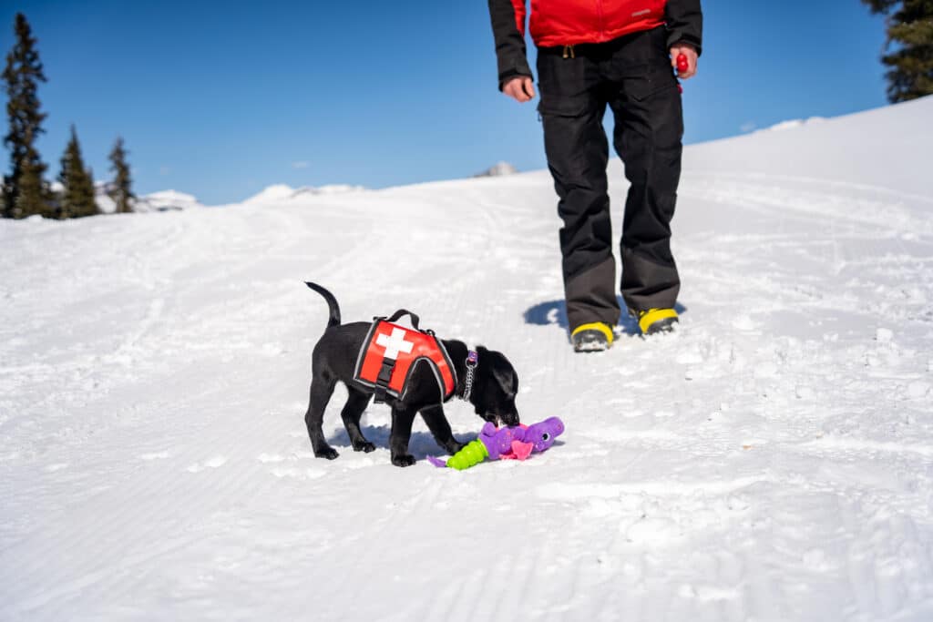 Ember plays with a toy in the snow