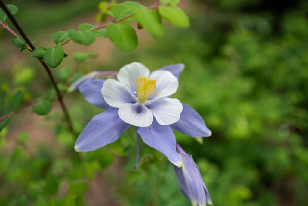 Colorado Columbine Aquilegia caerulea