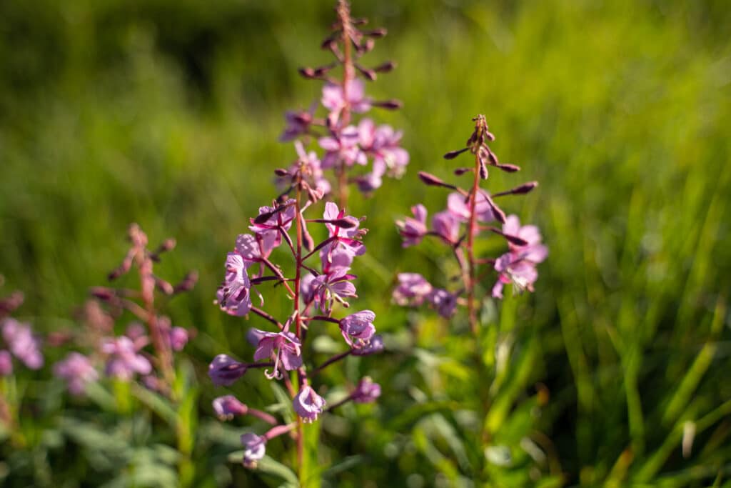 Fireweed Chamerion (Epilobium) angustifolium