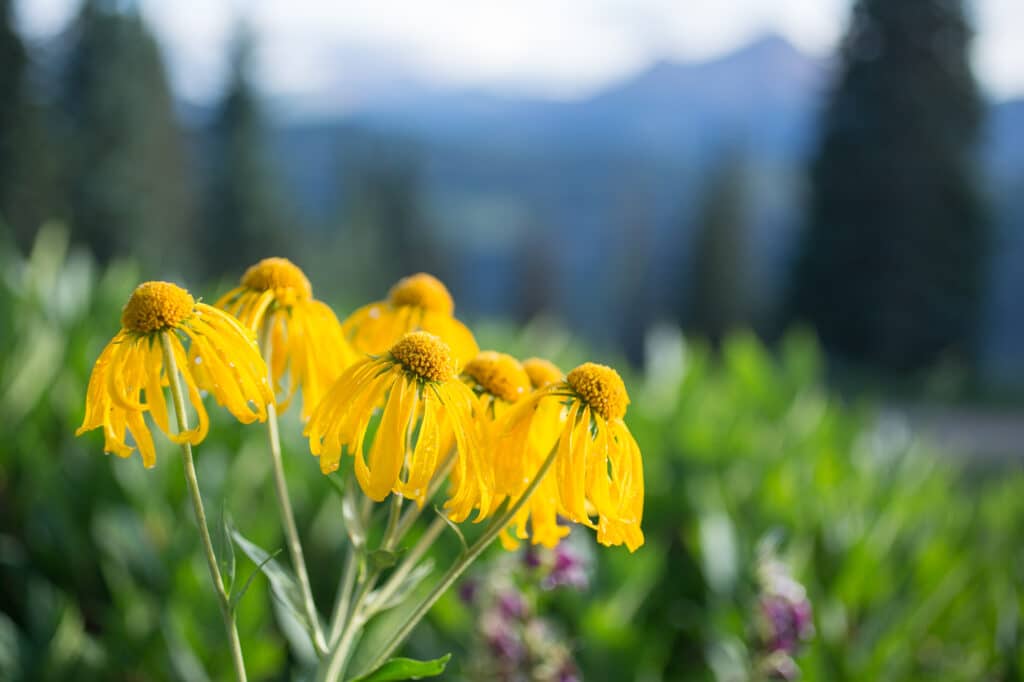 Orange Sneezeweed Hymenoxys hoopesii is one of many wildflowers at Purgatory Resort