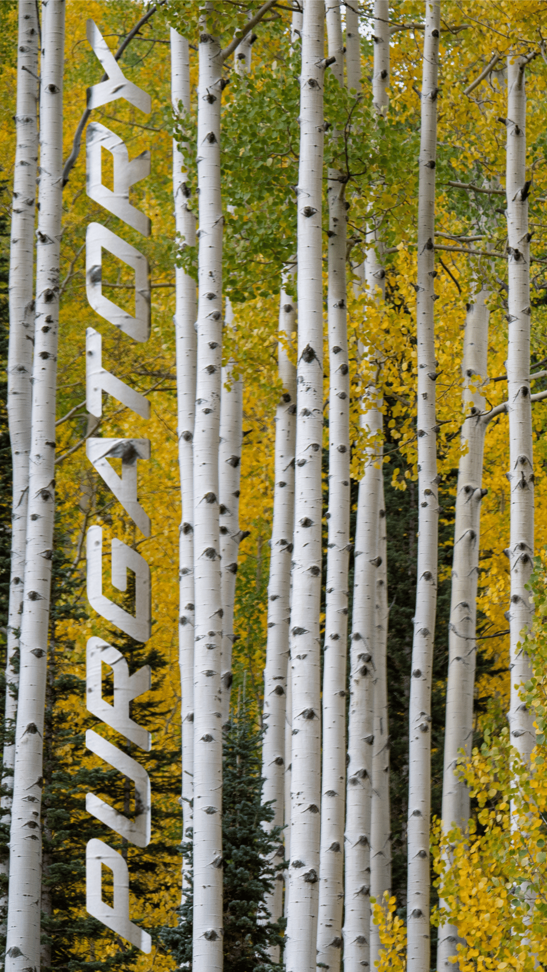 Aspen trees are a quintessential part of the Colorado autumn experiences