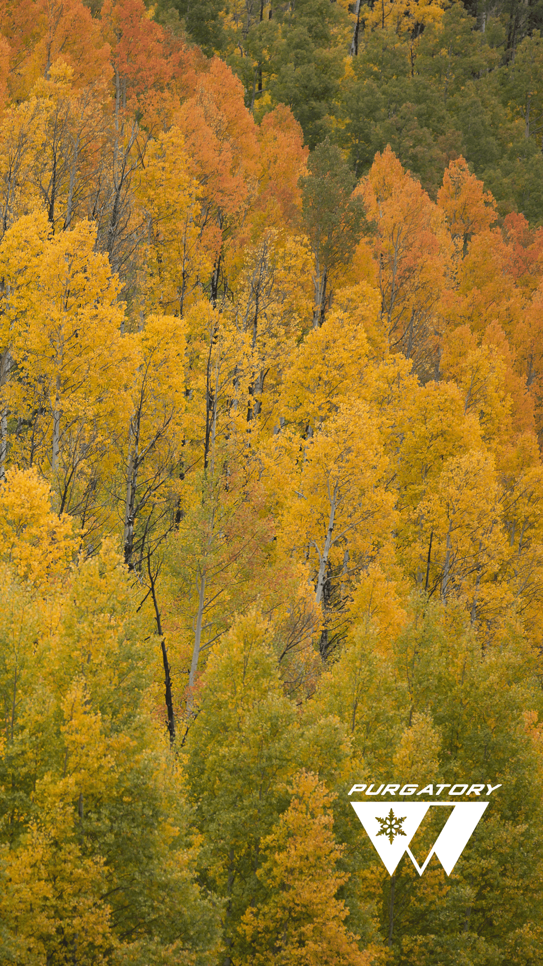 Aspen trees are a quintessential part of the Colorado autumn experiences