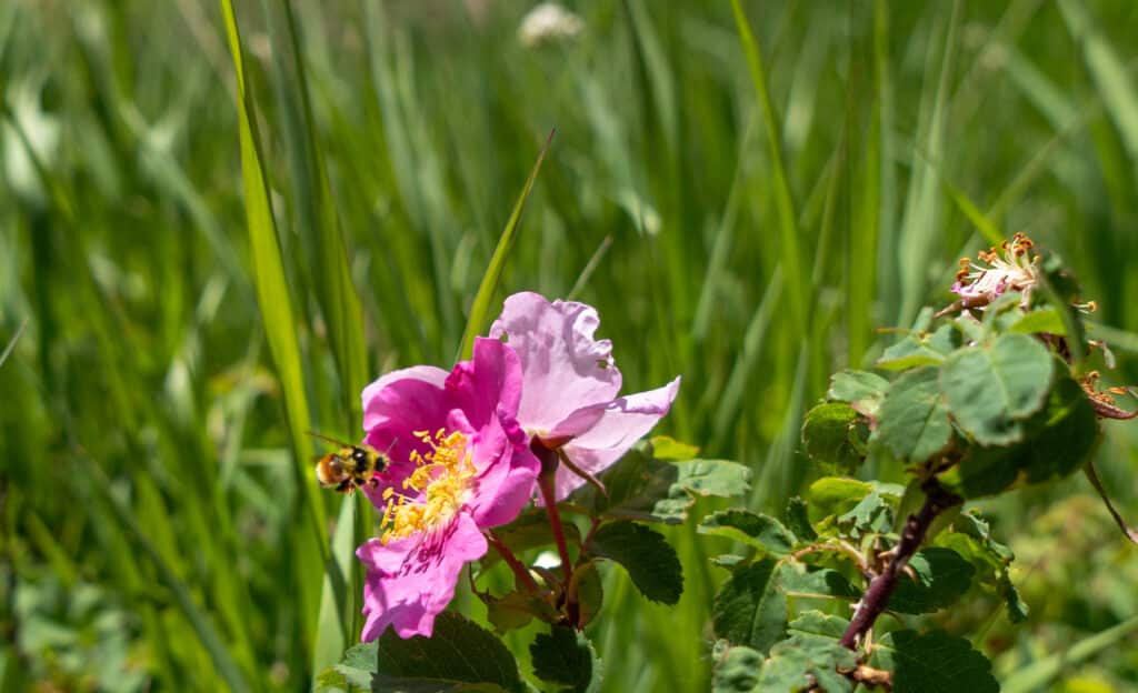 Wild Rose 
Rosa woodsii