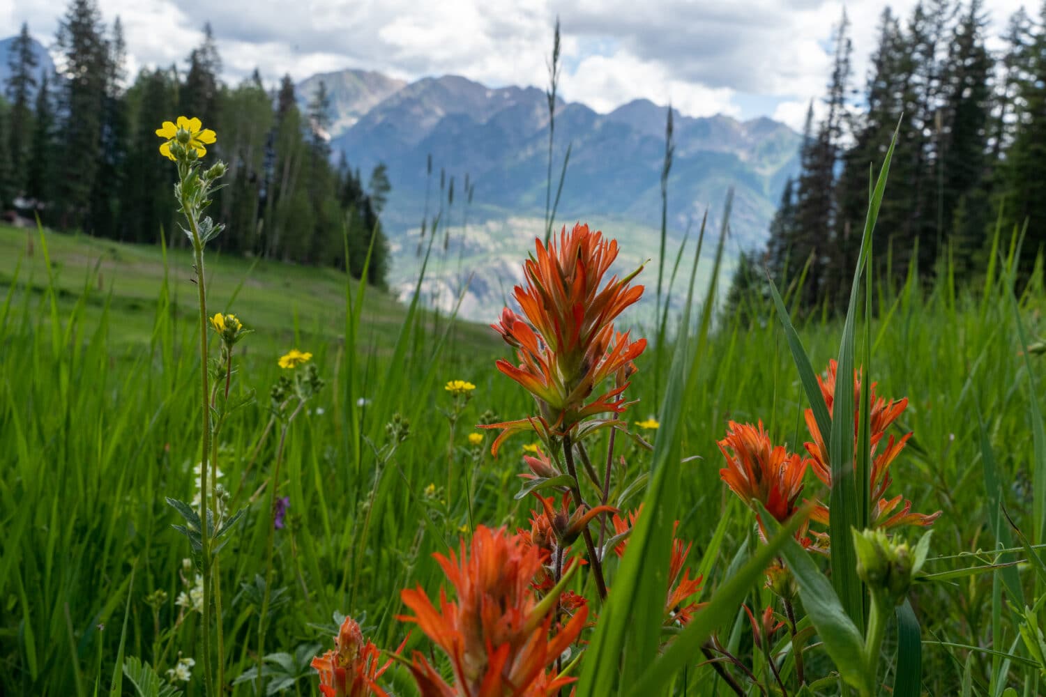 Wildflowers growing at Purgatory Resort