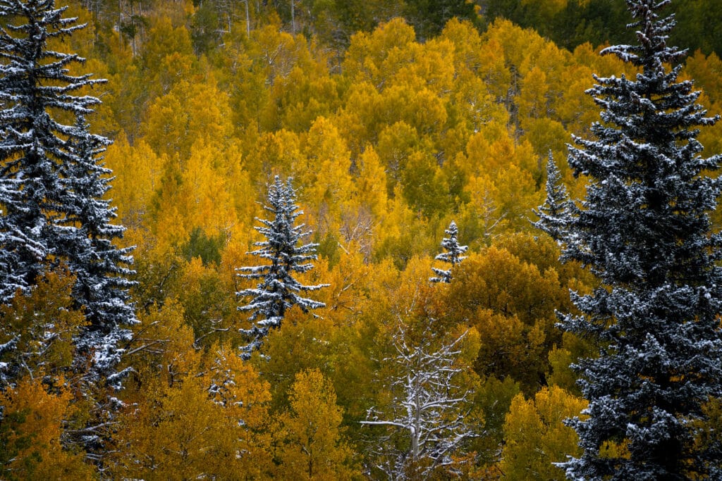Snow covered pines poke out amongst a sea of yellow and orange aspens.