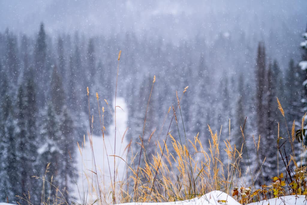 Snow falling over grass