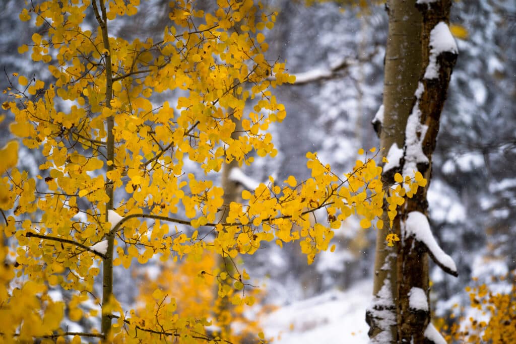 Bright orange and yellow aspens leaves standout in the snow covered trees.