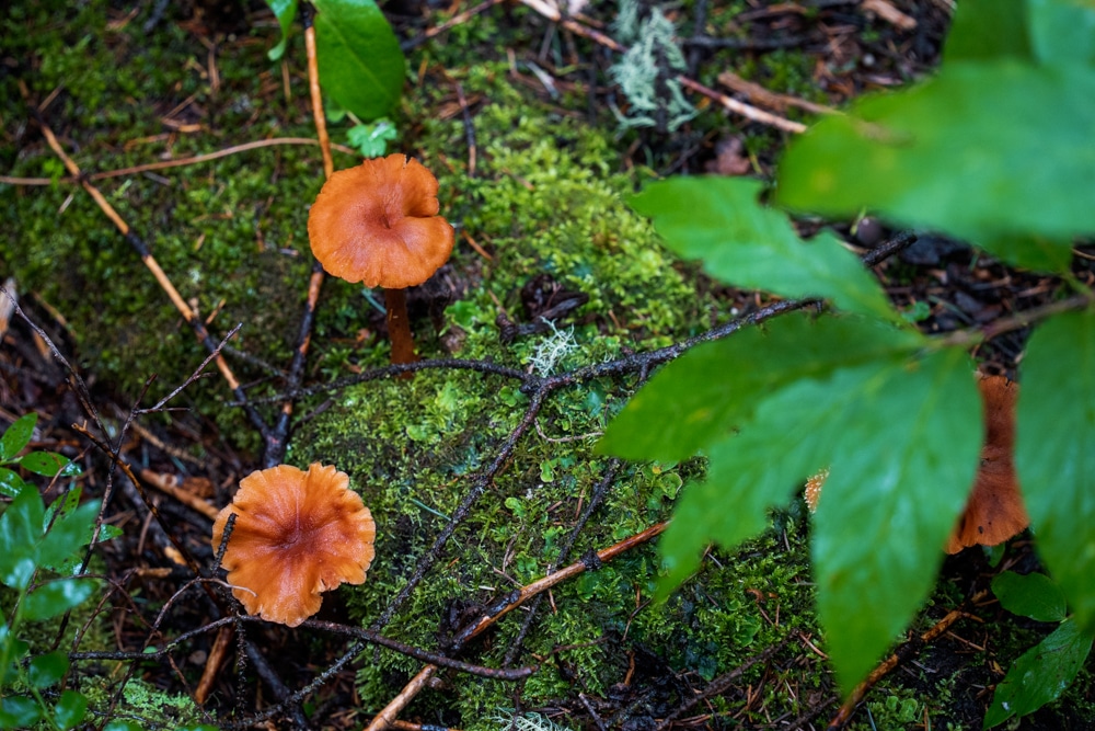 Mushrooms growing on the forest floor at Purgatory Resort
