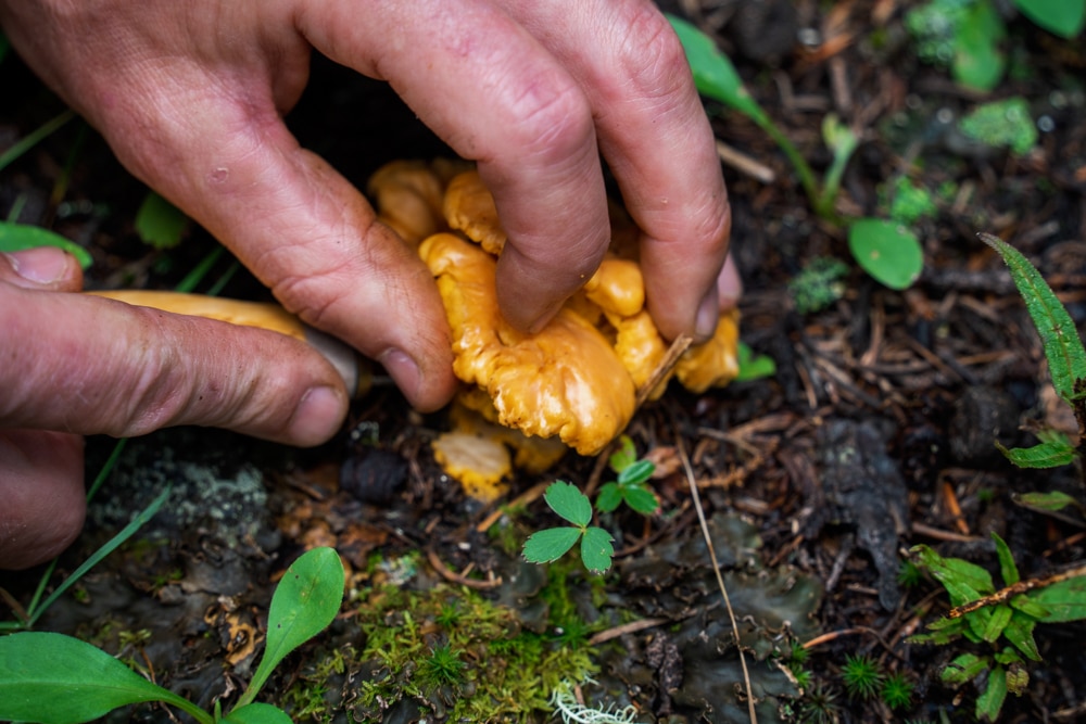 Chef Joe harvest a chanterelle mushroom at Purgatory Resort