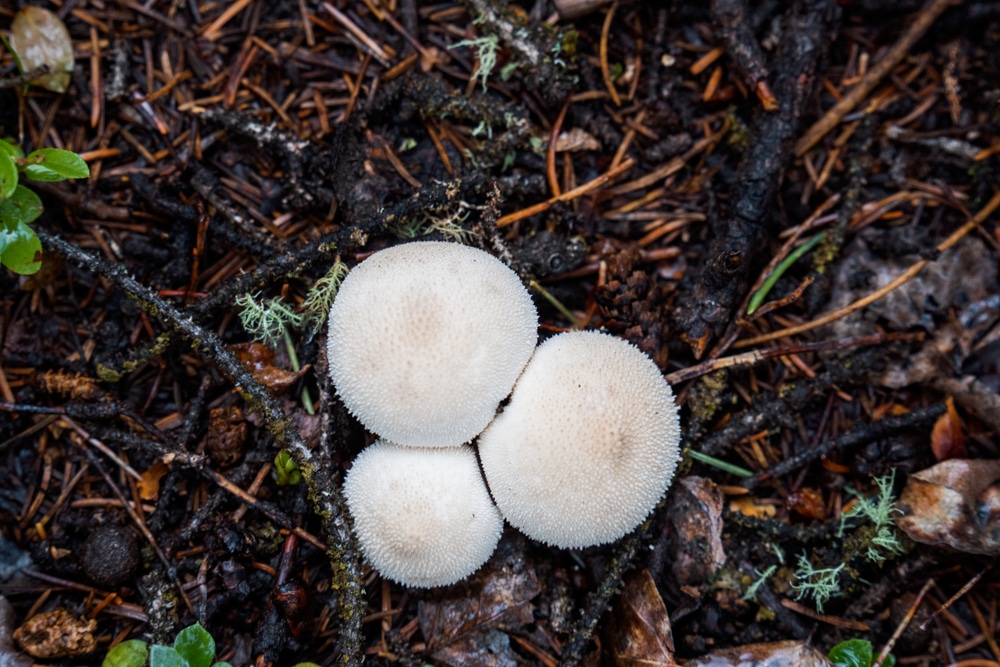 Mushrooms can be found everywhere at Purgatory Resort after the heavy monsoon rains