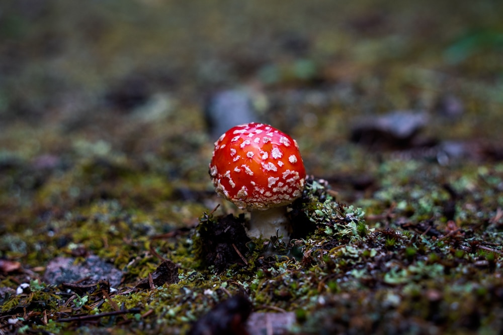 Amanita muscaria mushroom shows off its beautiful red color and white spots at Purgatory Resort