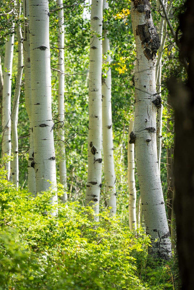 aspen trees in summer