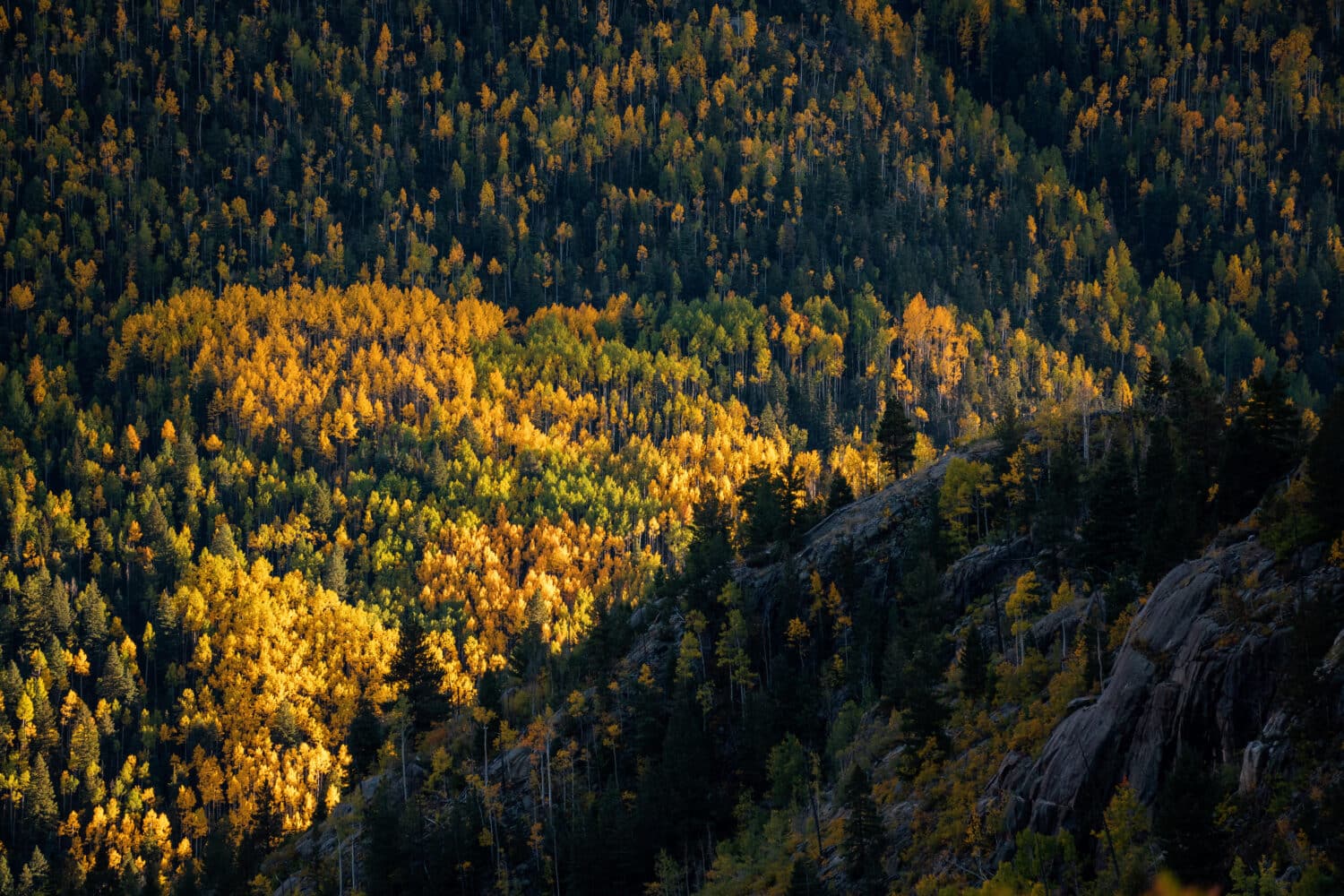 aspen trees in the fall