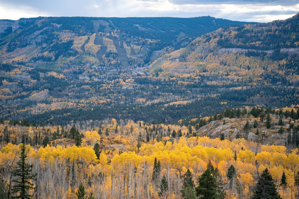 yellow aspens