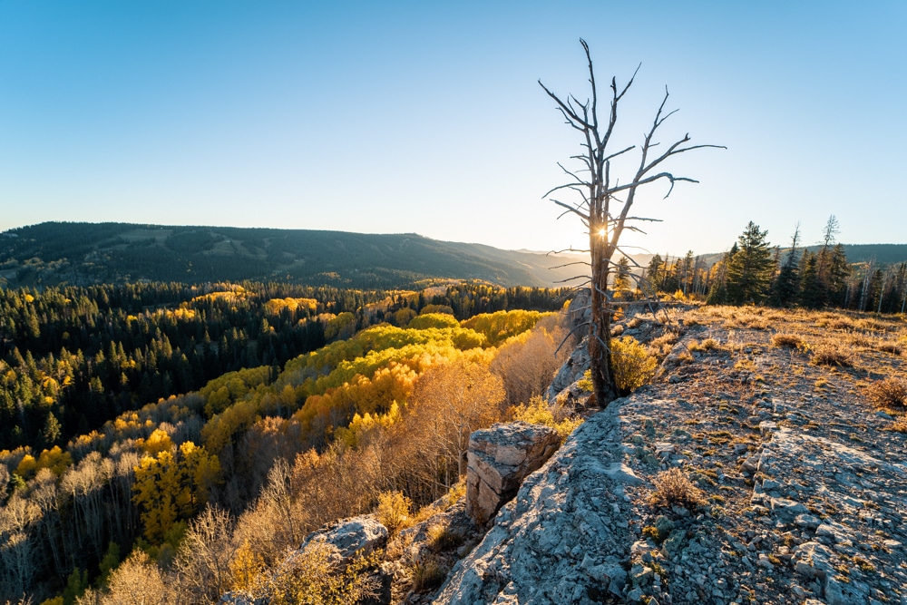 yellow aspens