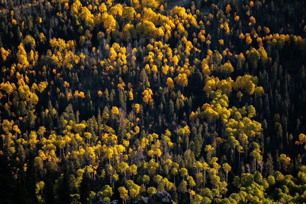 yellow aspens