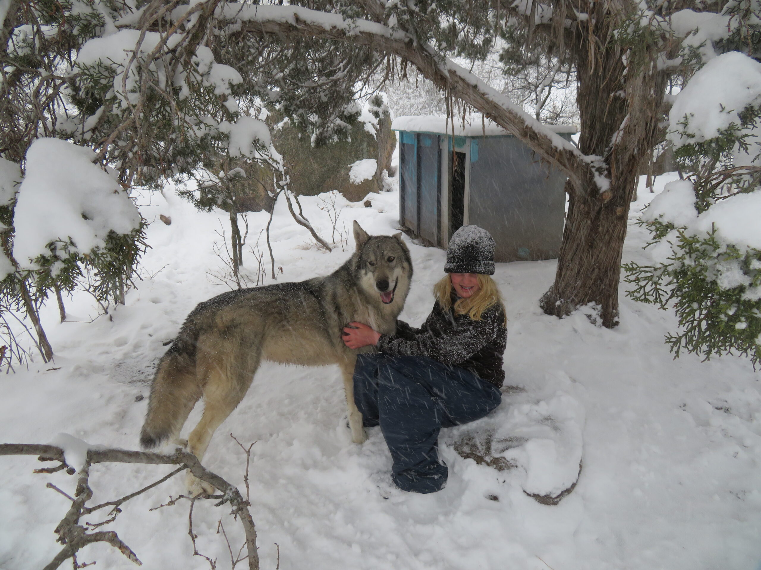 A kid pets a wolf beneath a tree while snow falls