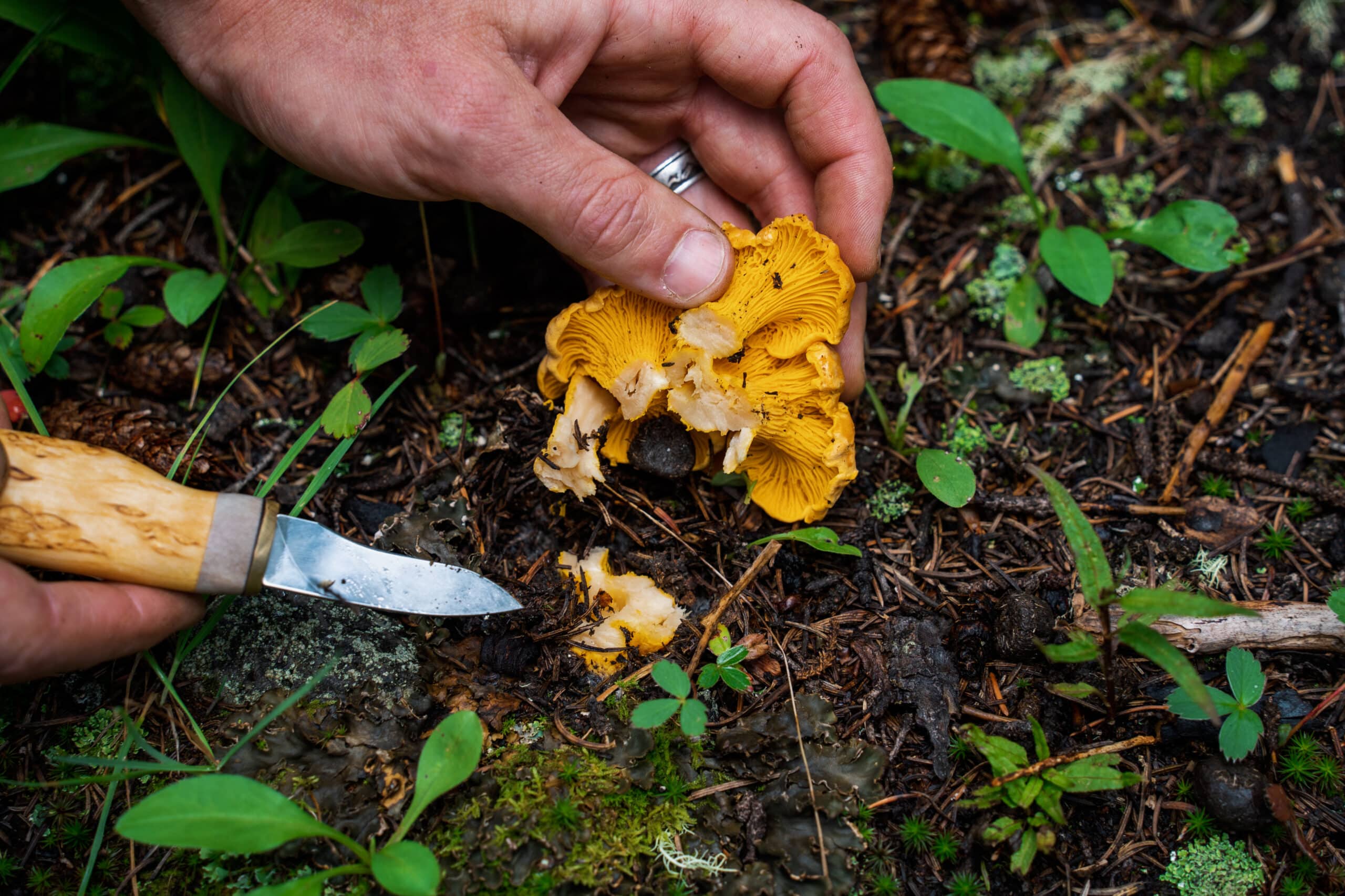 Wild mushroom