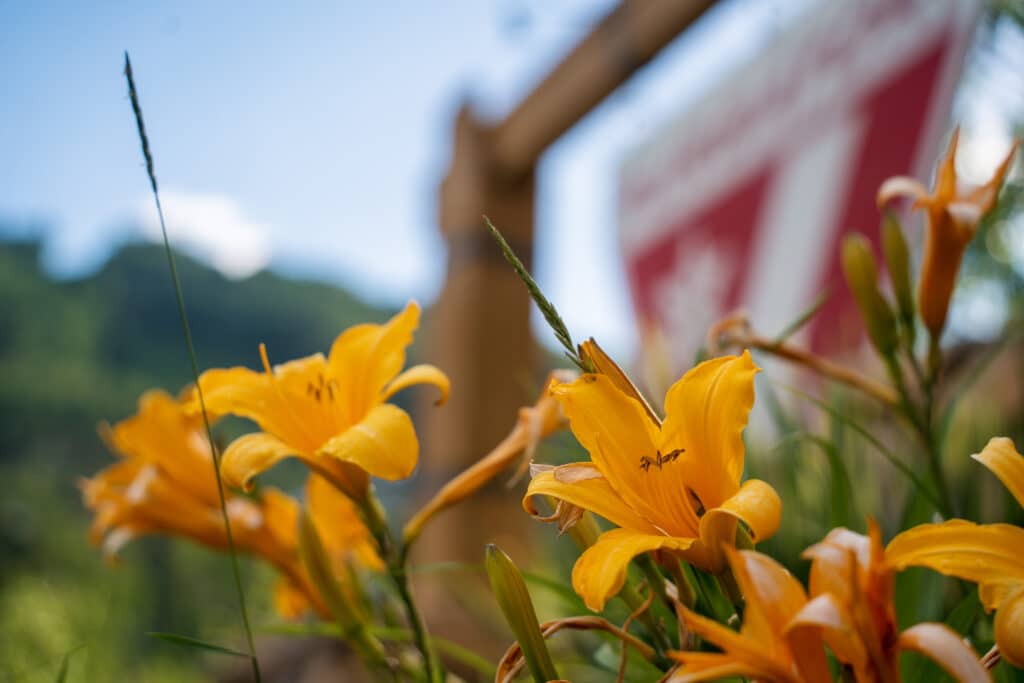 Beautiful flowers at Purg during summertime