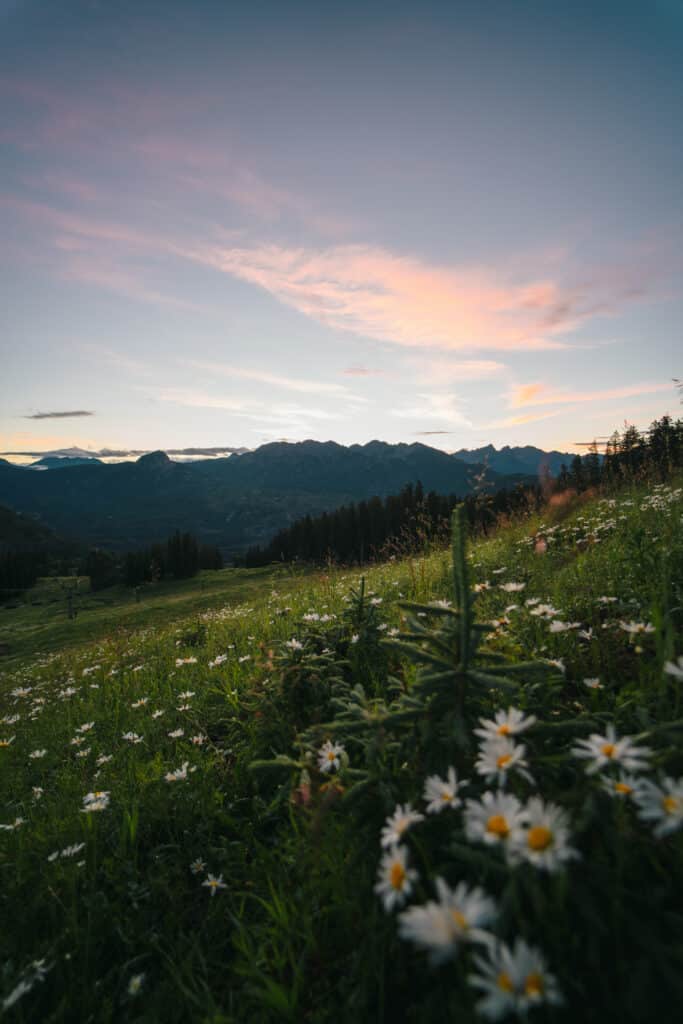 Many flowers on the mountain