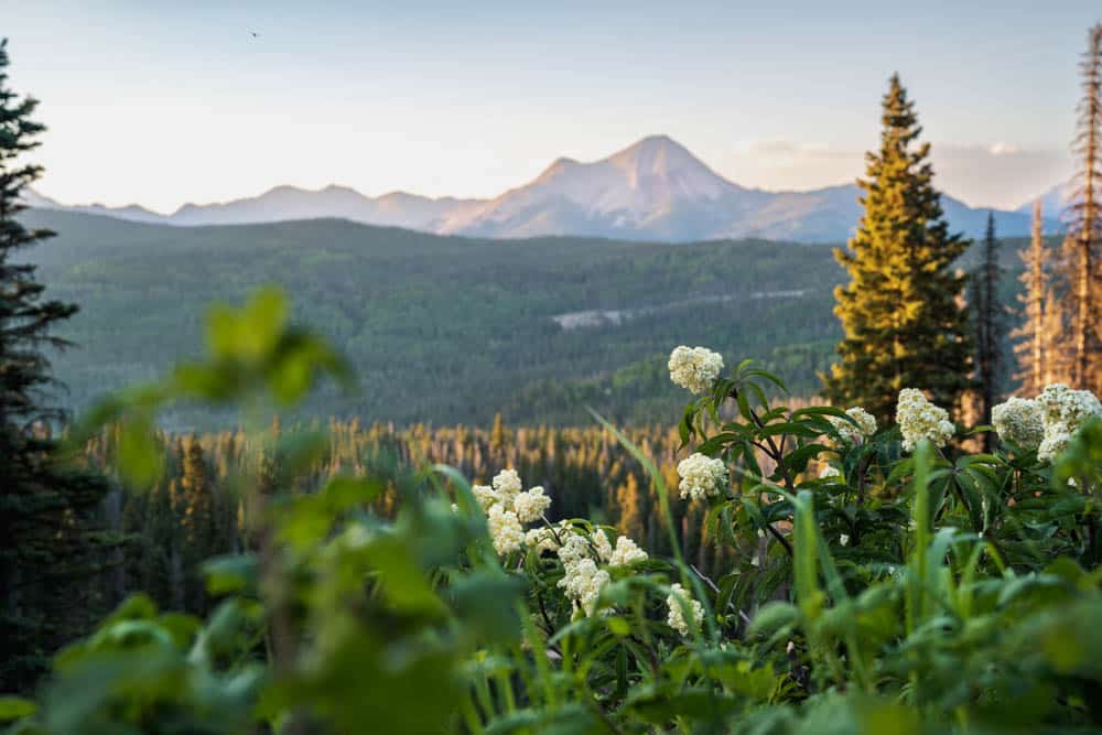 Flowers at sunset with mountains in the background