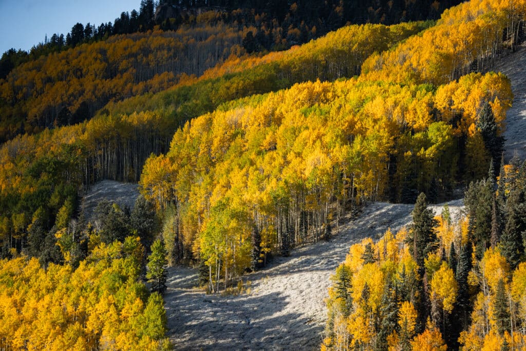 10.12.23 Fresh snow on the slopes with golden leaves