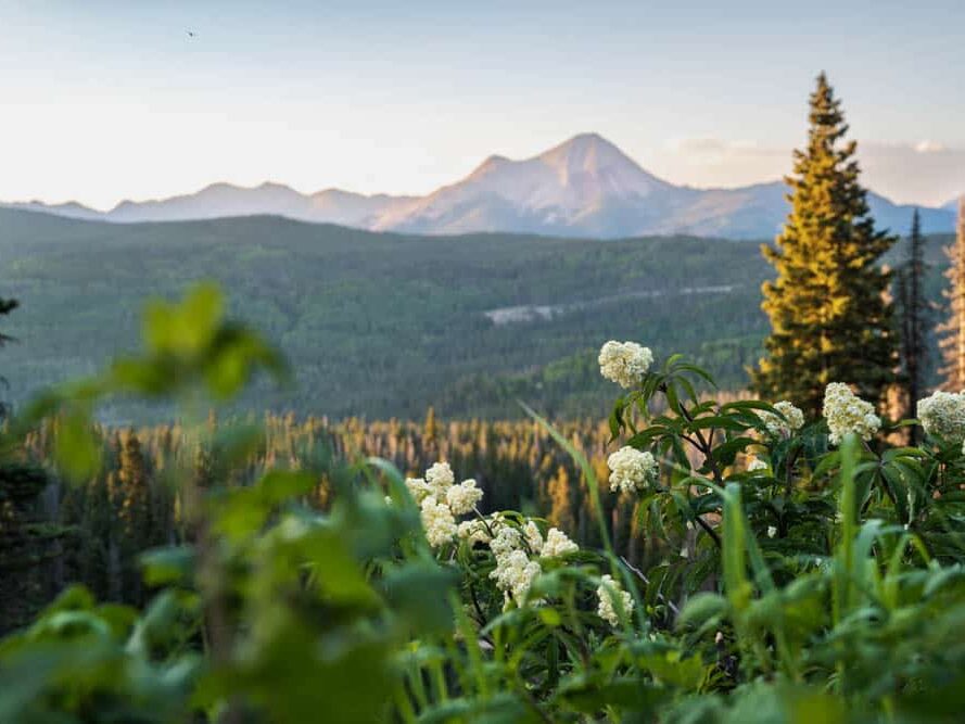 Flowers at sunset with mountains in the background