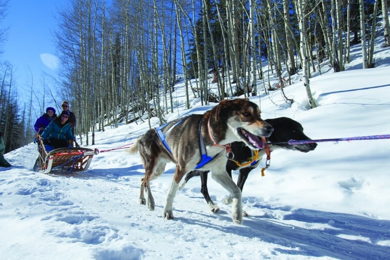 Dogs pulling a sled across a snowy path