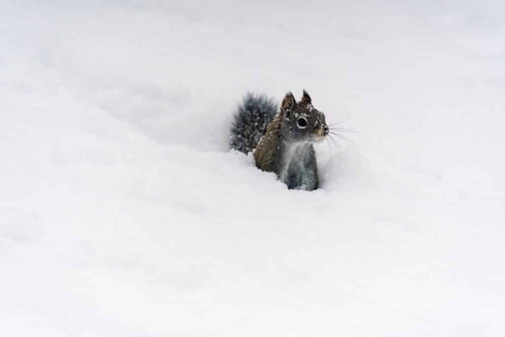 Squirrel in the snow