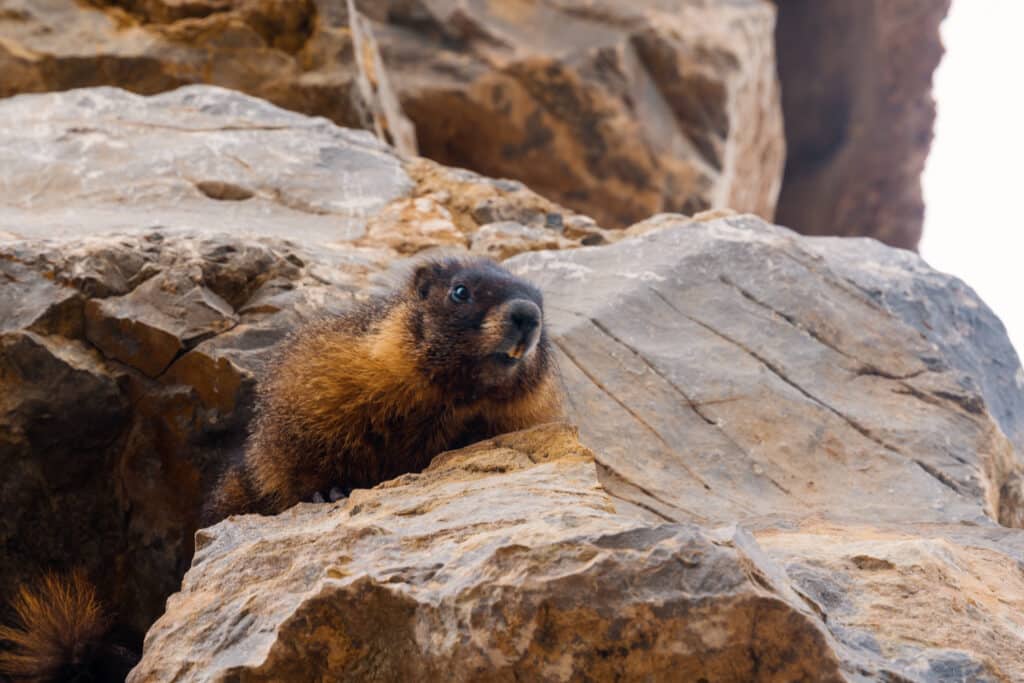 Marmot on a rock